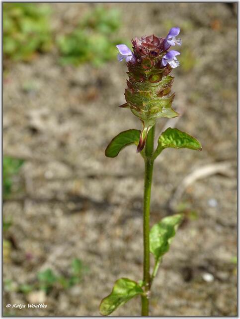 Kleine Braunelle (Prunella vulgaris) auf der Kreyen Wisch  | Foto: Katja Woidtke