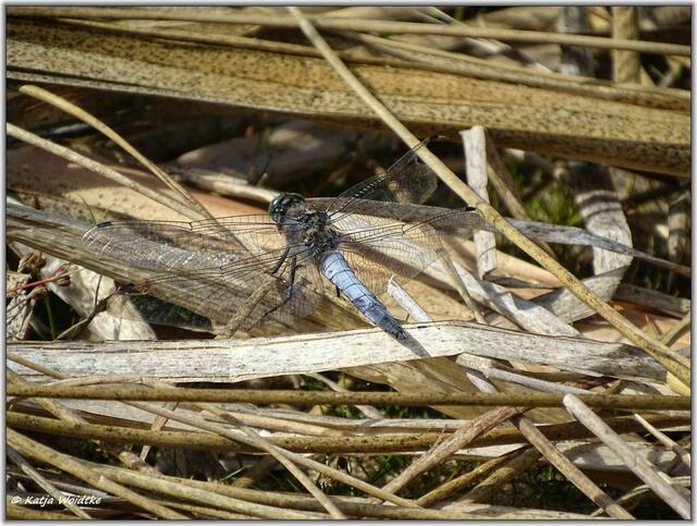 Großer Blaupfeil (Orthetrum cancellatum) auf der Kreyen Wisch  | Foto: Katja Woidtke