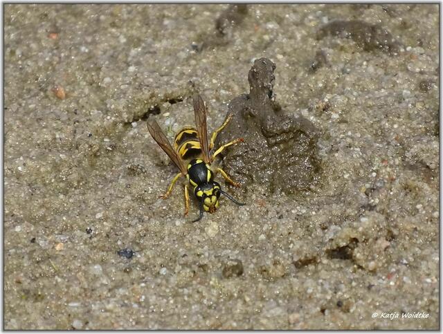 Gemeine Wespe (Vespa vulgaris) auf der Kreyen Wisch  | Foto: Katja Woidtke