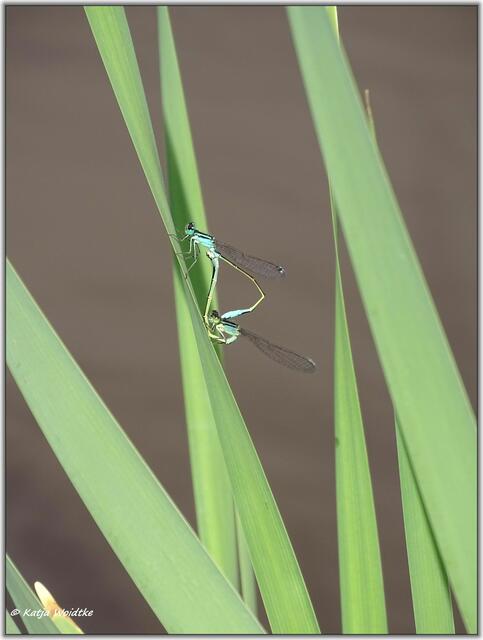 Große Pechlibelle (Ischnura elegans) im Paarungsrad auf der Kreyen Wisch  | Foto: Katja Woidtke