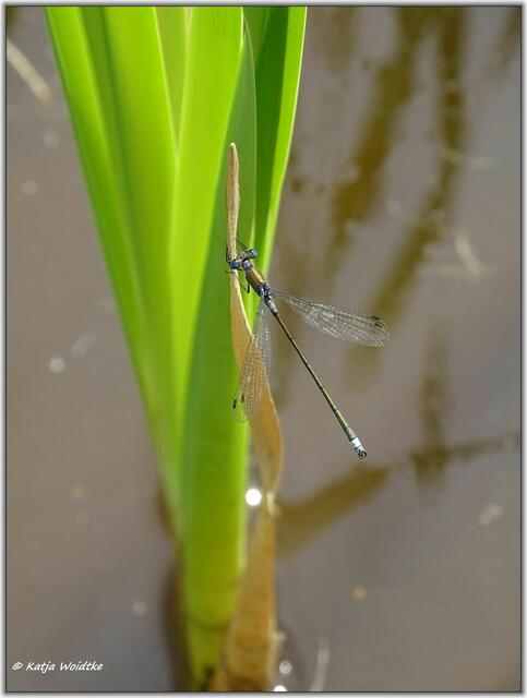 Gemeine Binsenjungfer (Lestes sponsa) auf der Kreyen Wisch | Foto: Katja Woidtke