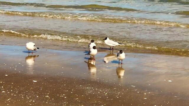 III. 29. März - 3. April 2018. Ostern in Binz auf Rügen.  Strand, Sonne, Möwen.