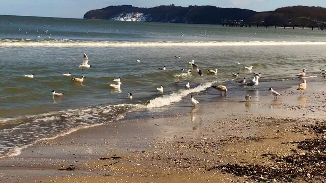 III. 29. März - 3. April 2018. Ostern in Binz auf Rügen.  Strand, Sonne, Möwen.
