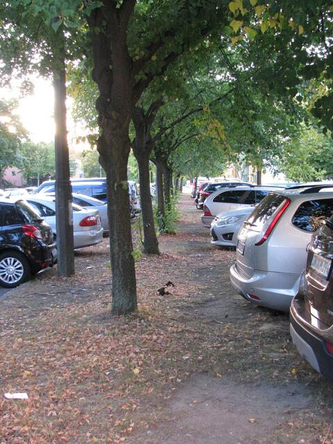 Direkt neben der geförderten Garten Longe verdursten die Bäume.Gepflegt wird hier schon lange nichts mehr.