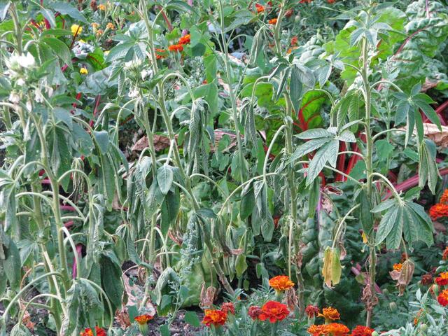 Hier fehlt irgendwie Wasser