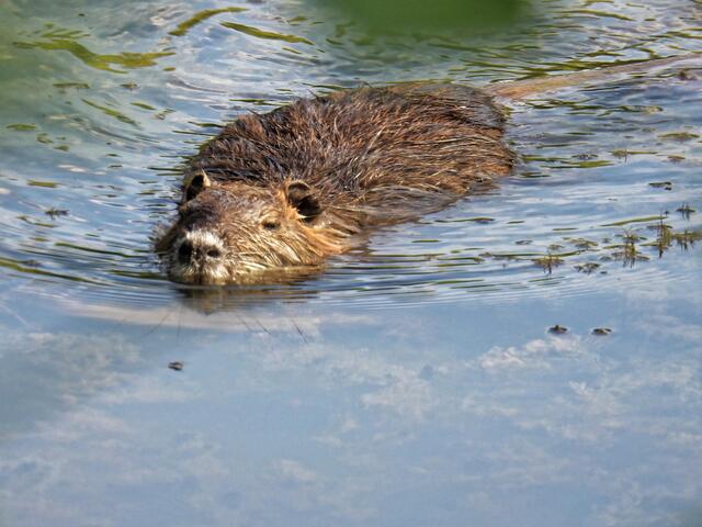 Der Fotograf diskutierte gerade mit einem Lehrter Ratsherrn die Bauentwicklung am Rande des Parkes. Dank seines Fingerzeiges konnte die Nutria noch schnell abgelichtet werden, bevor sie im Dickicht am Uferrand verschwand.
