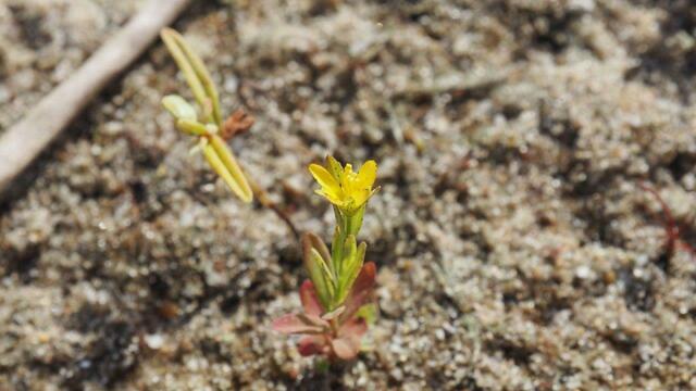 Unscheinbar und sehr selten: das Niederliegende Johanniskraut (Hypericum humifusum) steht auf der Roten Liste der gefährdeten Pflanzen in Niedersachsen in der Kategorie "2" - stark gefährdet. Foto: NABU Langenhagen / Ricky Stankewitz