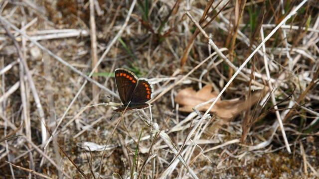 Auch der Kleiner Sonnenröschen-Bläuling (Aricia agestis) wurde von den Naturguckern gefunden. Foto: NABU Langenhagen / Insa Brodersen