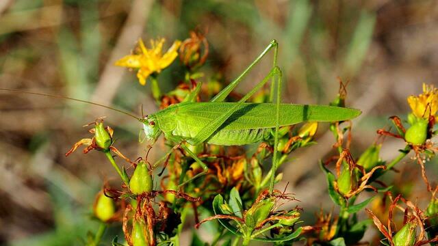 Die Gemeine Sichelschrecke (Phaneroptera falcata) gehört mit ihren zweifarbigen Augen zu den besonders attraktiven Heuschrecken. Foto: NABU Langenhagen / Ricky Stankewitz