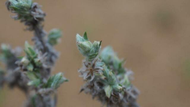 Woher das Acker-Filzkraut (Filago arvensis) seinen Namen hat, erklärt sich wohl von selbst. Foto: NABU Langenhagen / Ricky Stankewitz