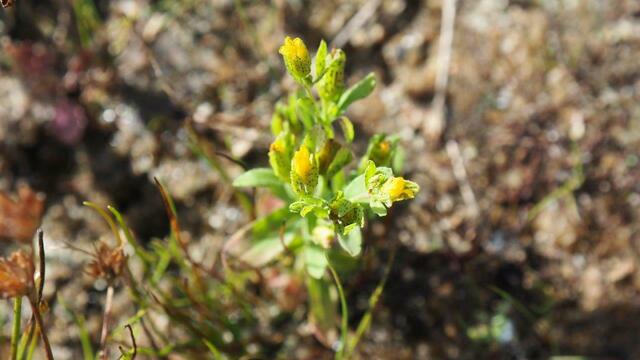 Das Niederliegende Johanniskraut (Hypericum humifusum)  ist - wie viele andere auch - auf sehr nährstoffarme Böden angewiesen. Foto: NABU Langenhagen / Ricky Stankewitz
