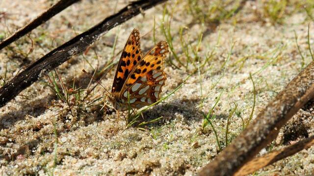 Ebenfalls ein schöner Falter ist der Kleine Perlmutterfalter (Issoria lathonia). Foto: NABU Langenhagen / Insa Brodersen