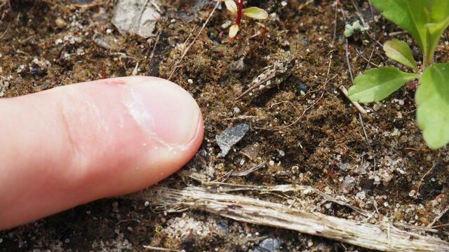 Winzig und selten zugleich: die Westliche Dornschrecke (Tetrix ceperoi) kommt auf »Kreyen Wisch« relativ häufig vor. Foto: NABU Langenhagen / Insa Brodersen