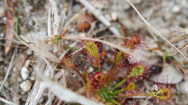 Ebenfalls nährstoffarme Böden braucht der Mittlere Sonnentau (Drosera intermedia). Foto: NABU Langenhagen / Ricky Stankewitz