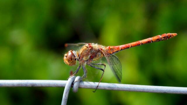 Die Einzäung der Projektfläche wird von der Großen Heidelibelle (Sympetrum striolatum) auch als Ansitzwarte genutzt. Foto: NABU Langenhagen / Ricky Stankewitz