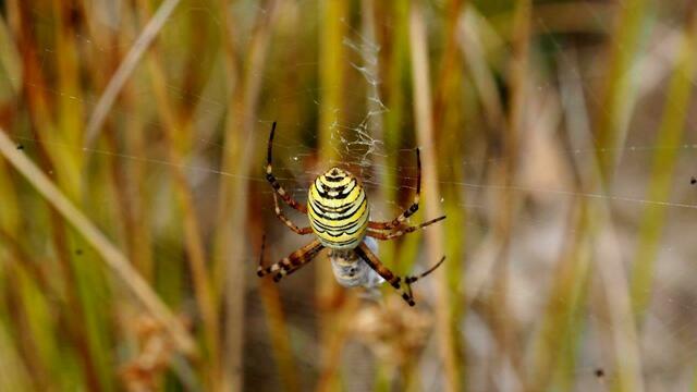 Nur für Heuschrecken gefährlich - die Wespenspinne (Argiope bruennichi) profitiert vom Klimawandel und breitet sich immer weiter nach Norden aus. Foto: NABU Langenhagen / Insa Brodersen