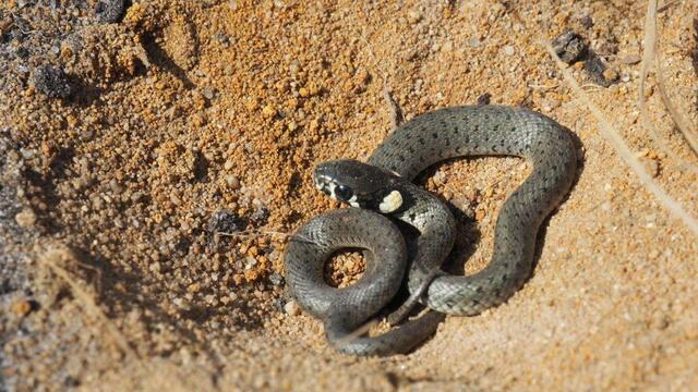 Ein besonderes "Highlight" auf der Projektfläche war der Fund einer juvenilen Ringelnatter. Foto: NABU Langenhagen / Ricky Stankewitz