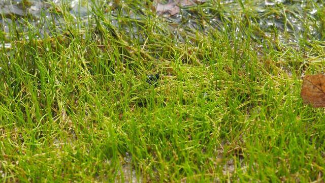 Der Pillenfarn (Pilularia globulifera) ist in Quadratmeter großen Teppichen am Ufer des Tümpels auf »Kreyen Wisch« zu finden. Foto: NABU Langenhagen / Insa Brodersen