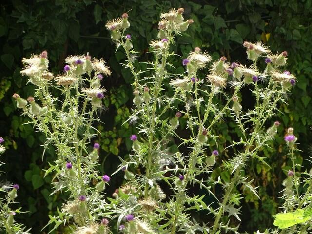 Distel