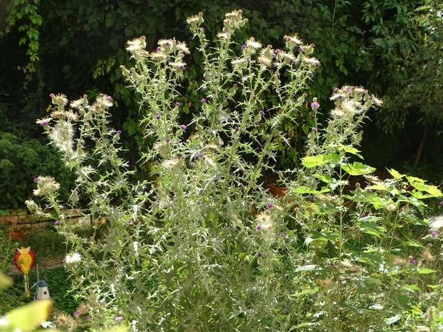 Distel