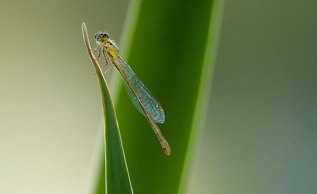 Schau mir in die Augen? Wer bin ich?