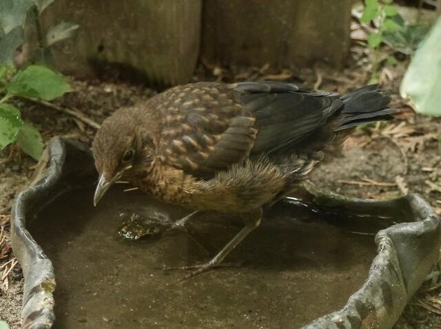 Auch die Jungamsel nimmt ein Bad.