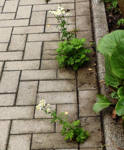 Ritzenblümchen auf dem Bürgersteig vor unserm Haus