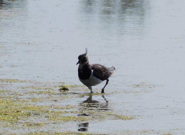 Hier sieht man seine typischen Kopffedern.