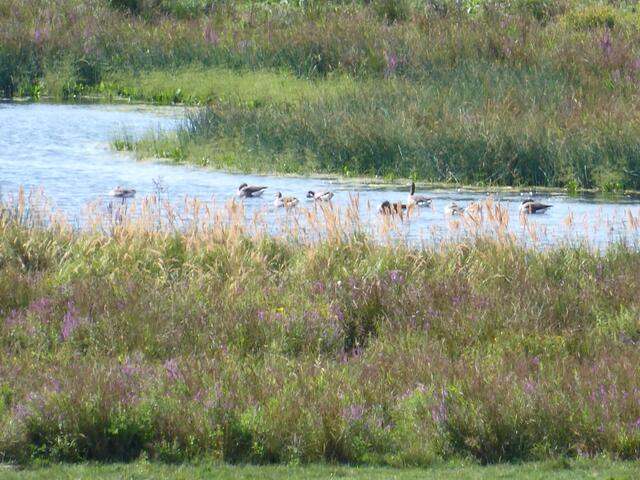 Vielseitige Vegetation und enorme Wasserflächen prägen die Rieselfelder.