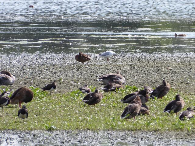 Hier hat sich ein Kiebitz dazu gesellt.