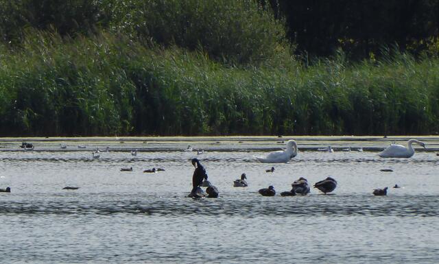 Zwischen all den Gänsen finden auch Kormorane und Schwäne ihren Platz.