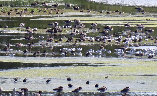 So viele Wasservögel finden hier ein Rückzugsgebiet.