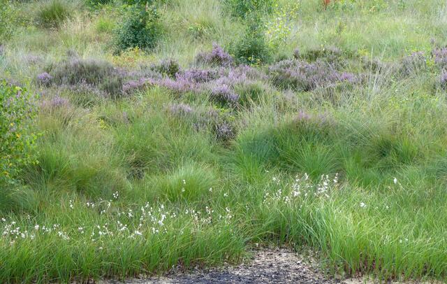Erika und kleine Birken erobern sich ihren Platz im Moor.