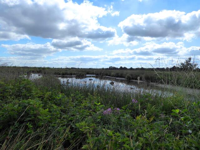 Ein Pfad führt zum Moor.