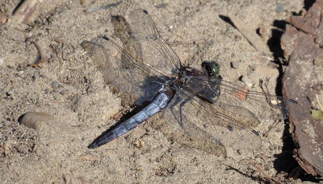 Mein schönstes Libellenfoto