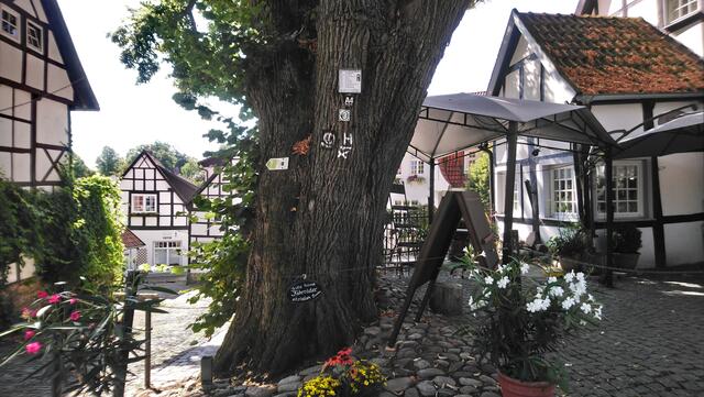 Eine mächtige alte Linde steht im Zentrum des Ortes.