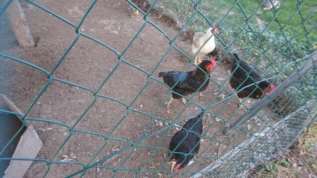 Ausflug zum Hertle Hof mit den Bikern des MTC und den Kids der Villa Kunterbunt