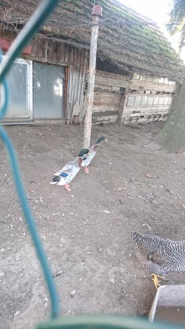 Ausflug zum Hertle Hof mit den Bikern des MTC und den Kids der Villa Kunterbunt