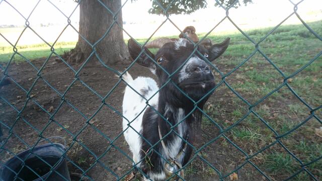 Ausflug zum Hertle Hof mit den Bikern des MTC und den Kids der Villa Kunterbunt