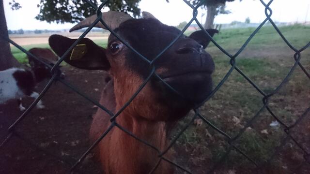 Ausflug zum Hertle Hof mit den Bikern des MTC und den Kids der Villa Kunterbunt