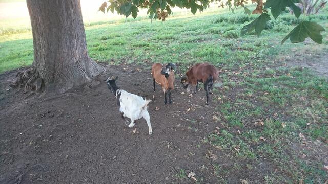 Ausflug zum Hertle Hof mit den Bikern des MTC und den Kids der Villa Kunterbunt