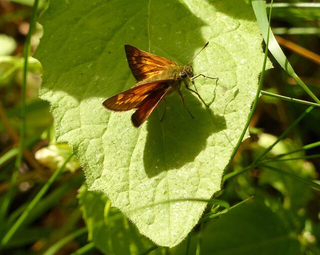 Rostfarbiger Dickkopffalter (Ochlodes sylvanus)