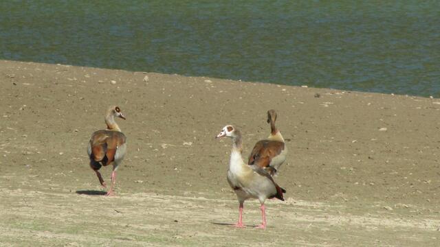 Ja, sind wir denn hier am Nil? Nilgänze