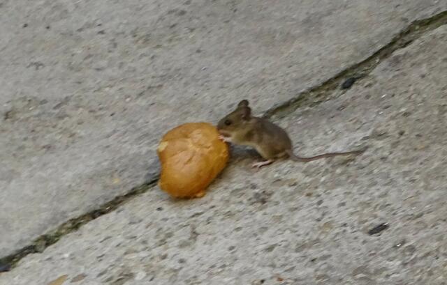Maus