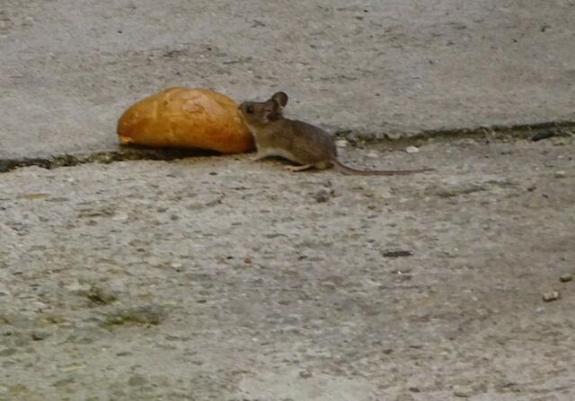 Maus