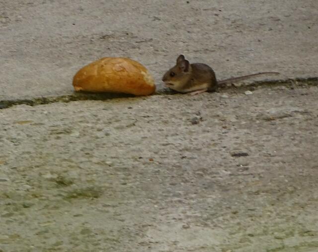 Maus