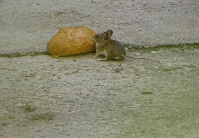 Maus