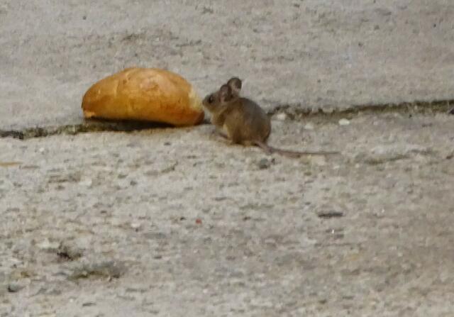 Maus