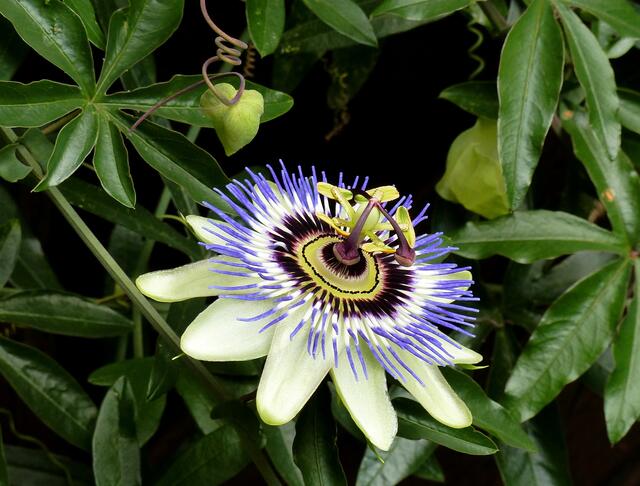Blaue Passionsblume (Passiflora caerulea) - Die prachtvollen Büten bezaubern den Betrachter vom Frühsommer bis zum Herbst.