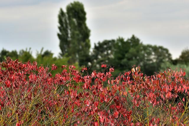 Herstliches am Teichrand